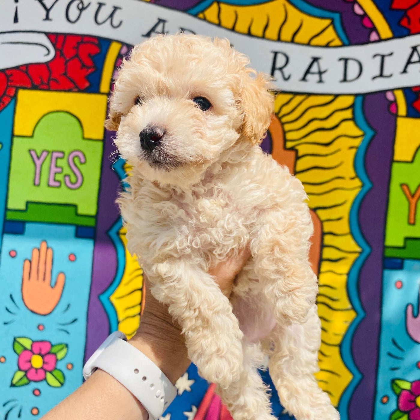 Photo of our dog, Fideo, posed in front of the mural on the outside of our store