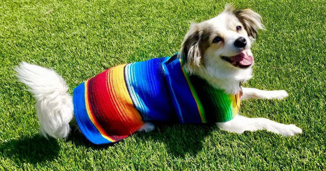 Full view of colorful poncho on dog model.